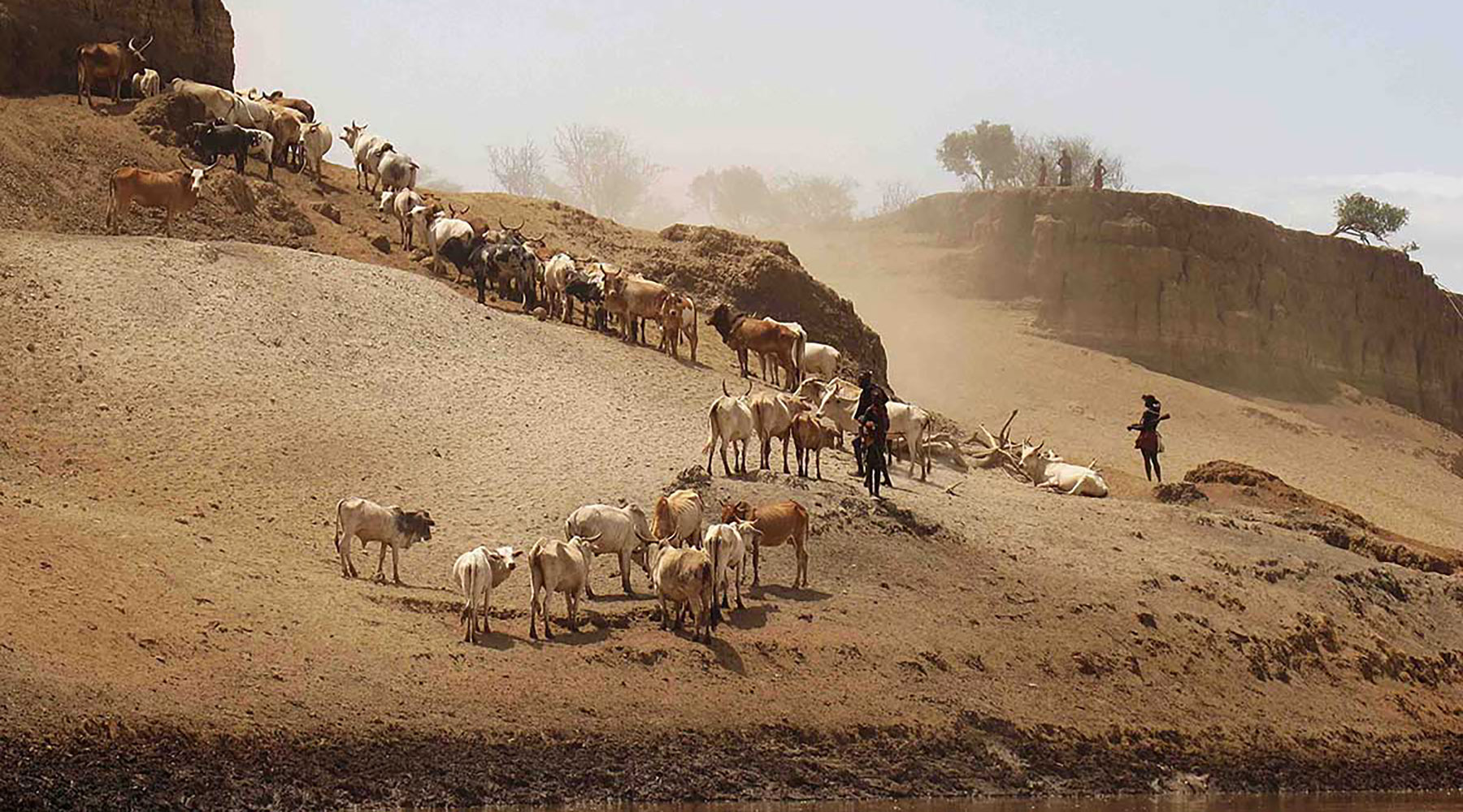 Men take care of their cattle in the Omo, Ethiopia